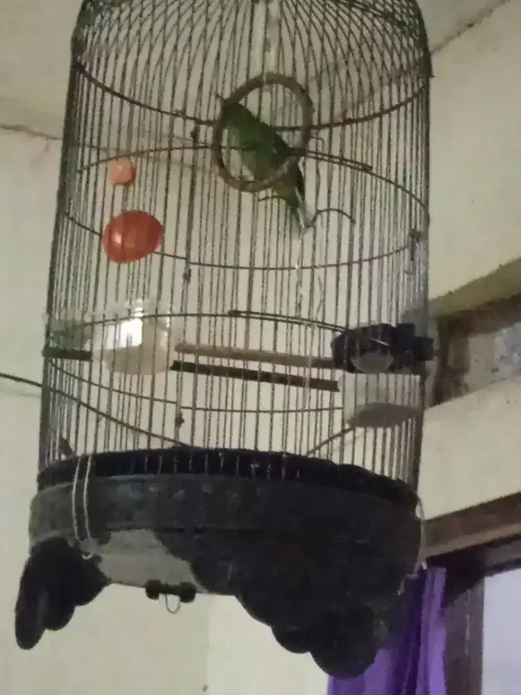 Murai batu Masteran Purtotal