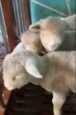 2 pasang anakan cempe domba merino superan 4 bulan lucu jinak gemeusin