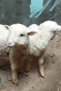 2 pasang anakan cempe domba merino superan 4 bulan lucu jinak gemeusin