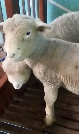 2 pasang anakan cempe domba meirno superan 4 bulanan jinak lucu manteb