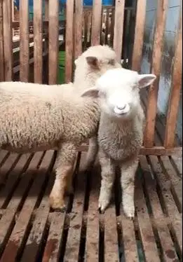 2 pasang anakan cempe domba meirno superan 4 bulanan jinak lucu manteb