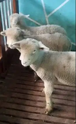 2 pasang 4 ekor anakan cempe domba merino super 4 bulanan 4 ekor jinak