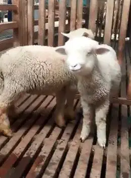 2 pasang 4 ekor anakan cempe domba merino super 4 bulanan 4 ekor jinak