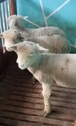 2 pasang 4 ekor cempe anakan domba merino hias superan 4 bulan rawatan