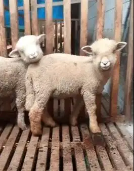 2 pasang 4 ekor cempe anakan domba merino hias superan 4 bulan rawatan