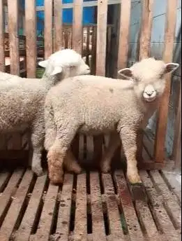 2 pasang 4 ekor cempe anakan domba merino superan 4 bulanan gemeusin