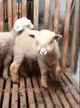 2 pasang anakan cempe domba merino super 4 bulanan shaun the sheep top