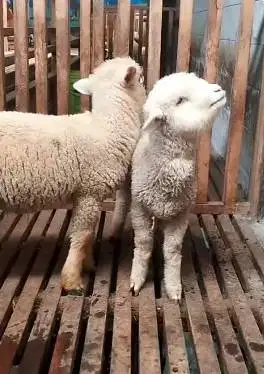 2 pasang anakan cempe domba merino super 4 bulanan shaun the sheep top