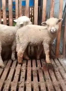 4 ekor 2 pasang anakan cempe domba hias merino superan 4 bulan gemesin