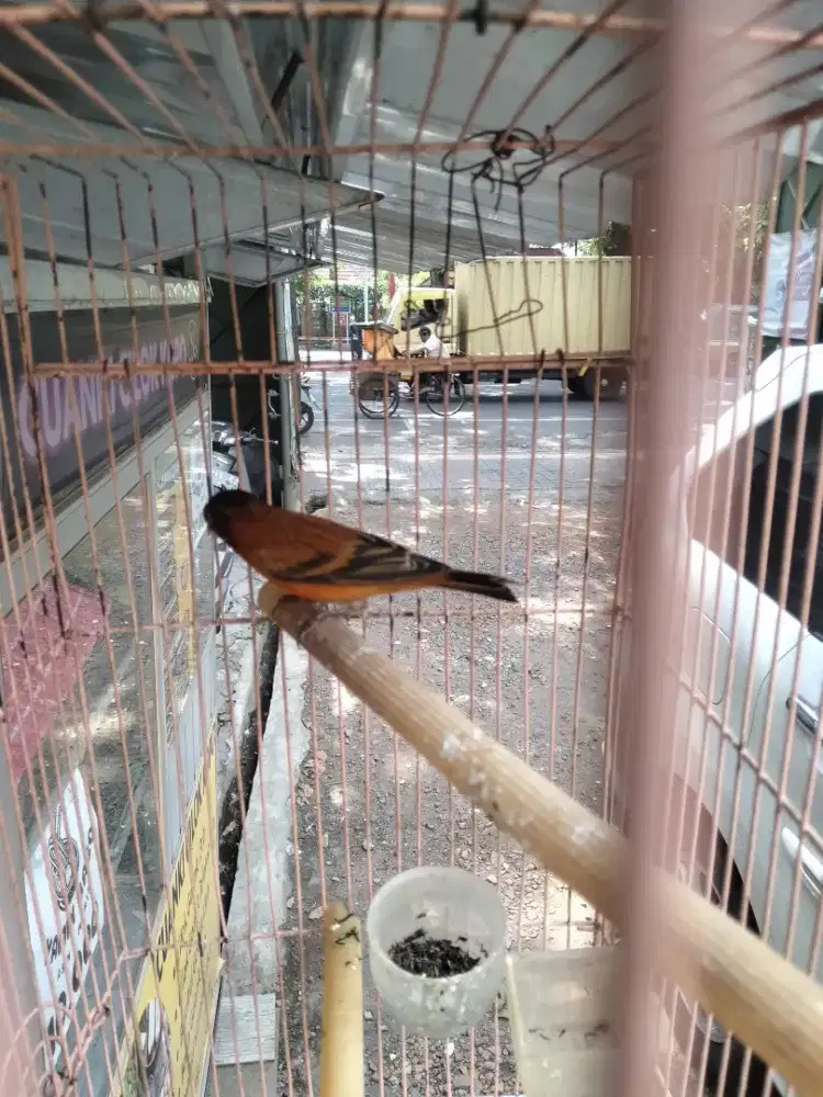 JUAL BURUNG MULE HYBRID SIMETRIS  ( ASLI )