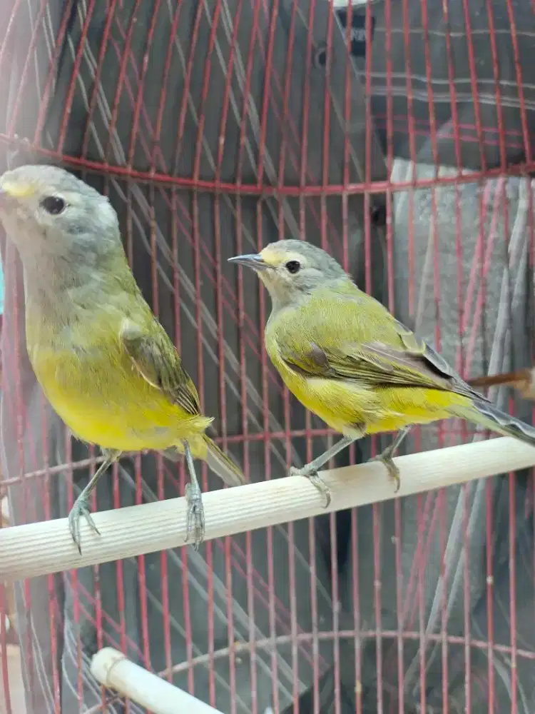 Jual Burung Cicak Jempol