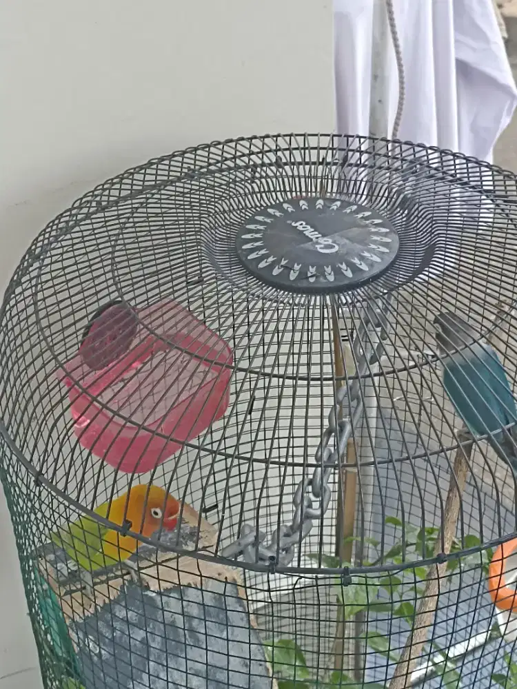 Jual lovebird sepasang