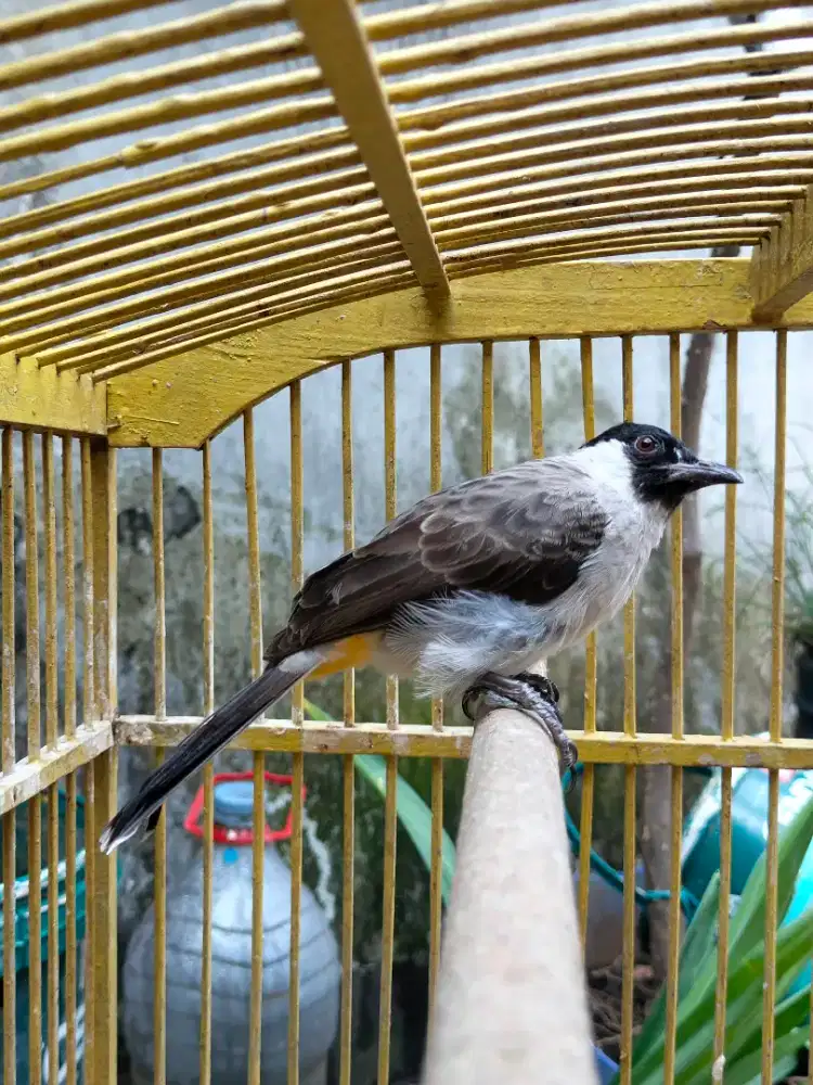 Burung Kutilang Jinak