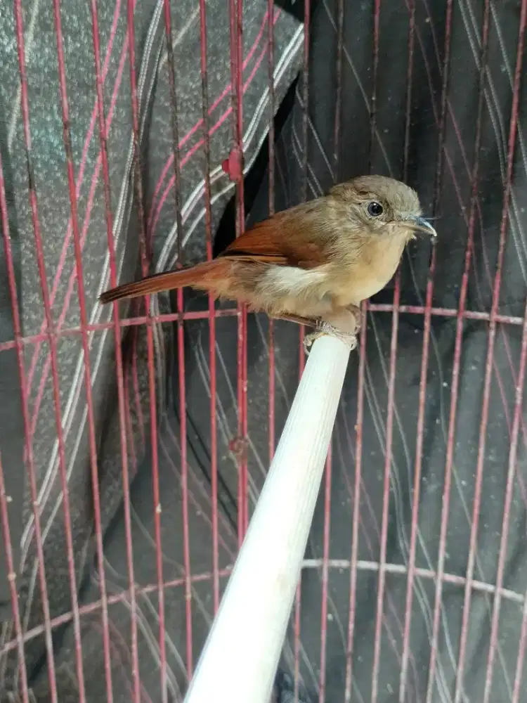 Jual Burung Flamboyan