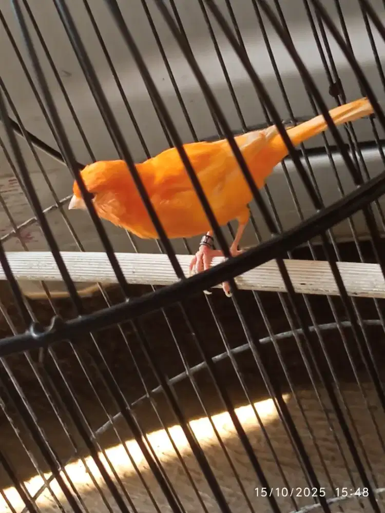 betina merlok siap k a w i n !