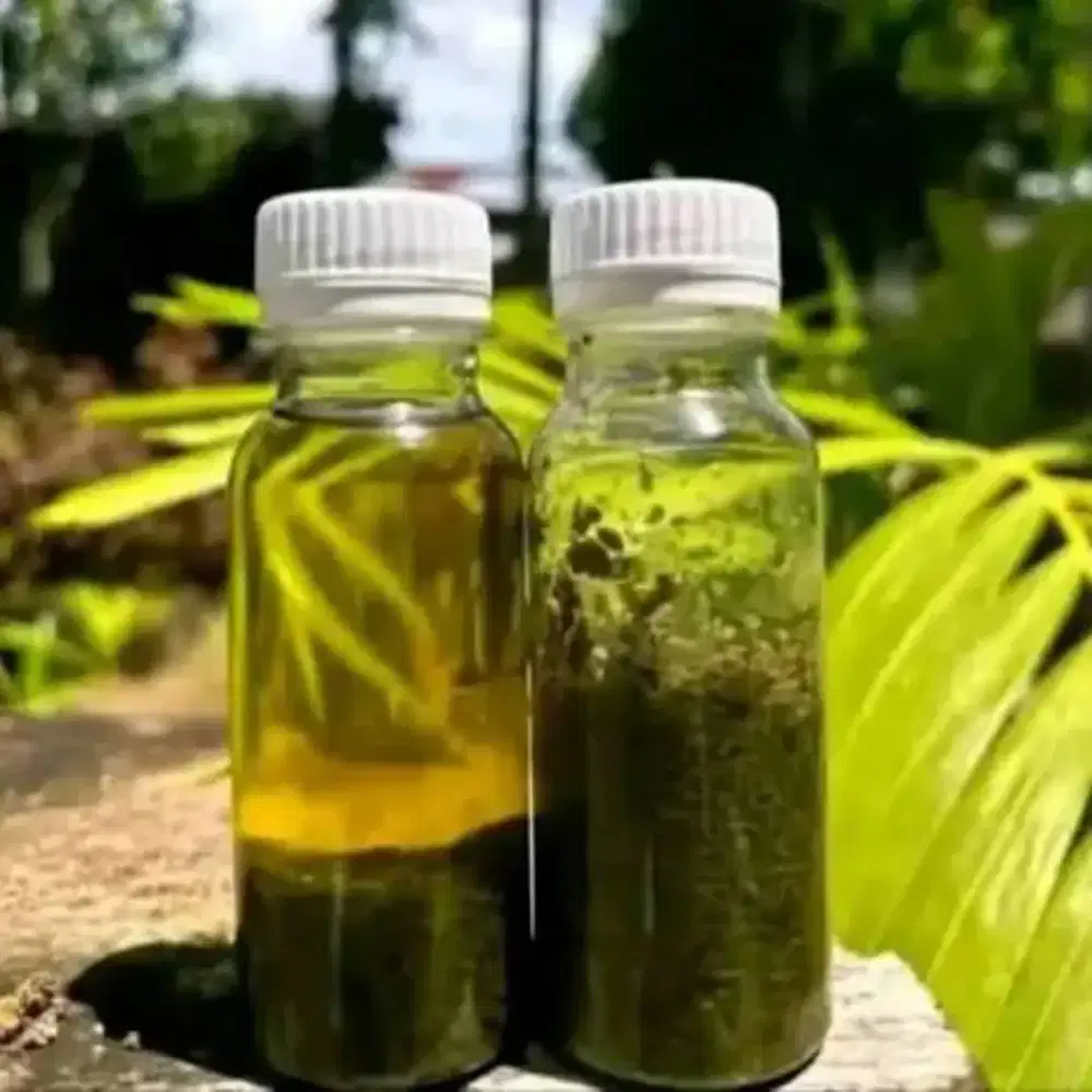 Minyak alvino asli papua