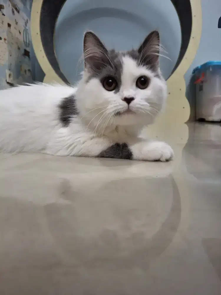 KUCING MUNCHKIN NS BETINA