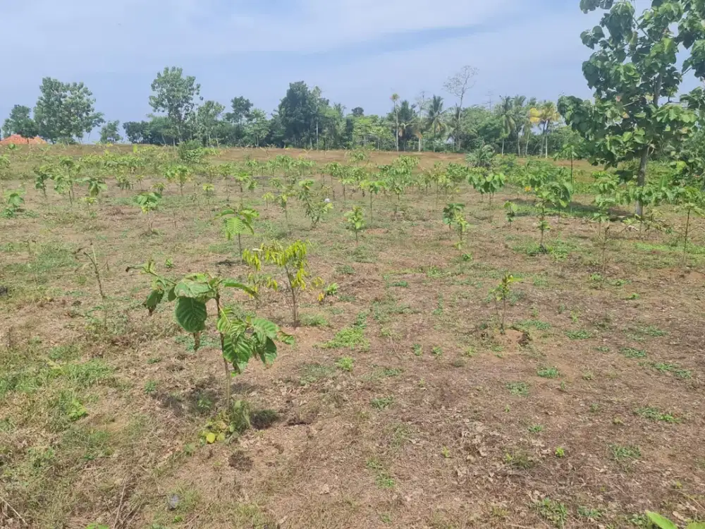 Dijual Tanah di Sindangbarang Cianjur Selatan, 2 KM dari Pantai Karang Potong