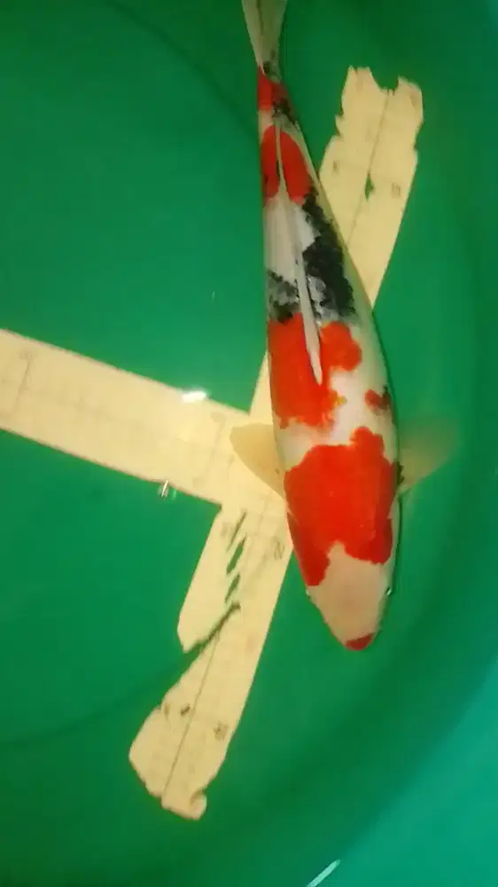 Ikan koi jenis Showa Sanshoku 39cm berkualitas