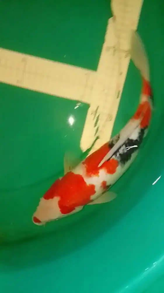 Ikan koi jenis Showa Sanshoku 39cm HQ