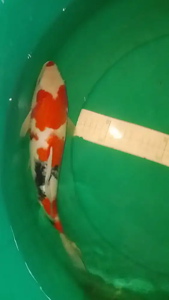 Ikan koi jenis Showa Sanshoku 39cm HQ