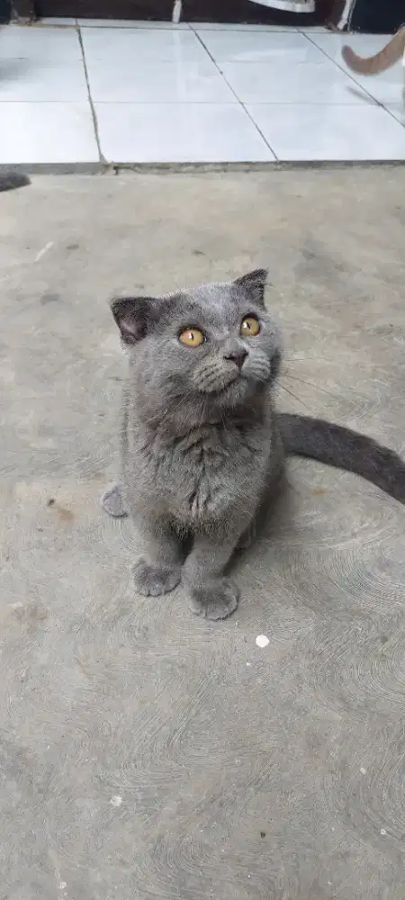 Kucing BSH jantan scottish fold Blue munchkin non standard