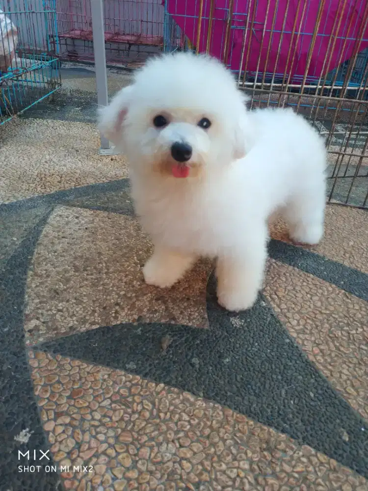 Calon indukan Mini Bichon frise