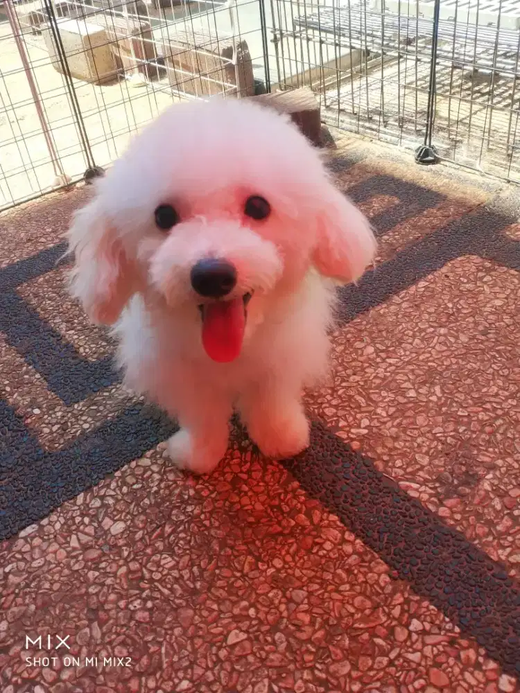 Tiny Poodle Party Betina