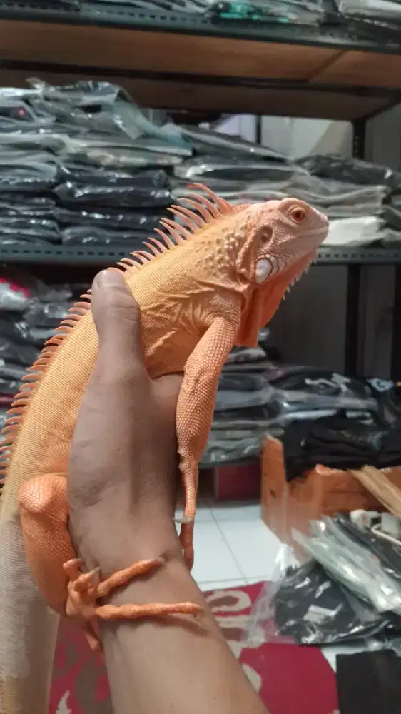 Iguana red albino jantan