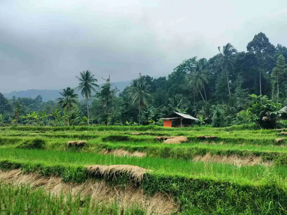Dijual murah Tanah kebun + kolam ikan + Tanah Sawah di Pandeglang Mandalawangi