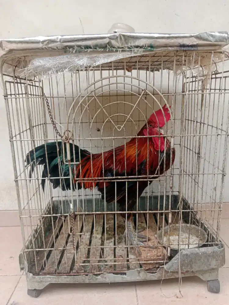 Ayam ketawa sulawesi