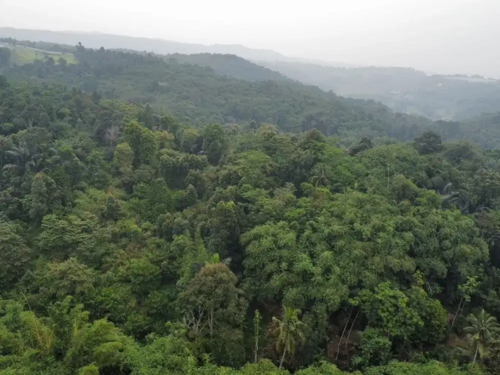 Tanah 3,3ha Kebun Cengkeh Durian Akses Mobil Purwakarta Dijual Murah