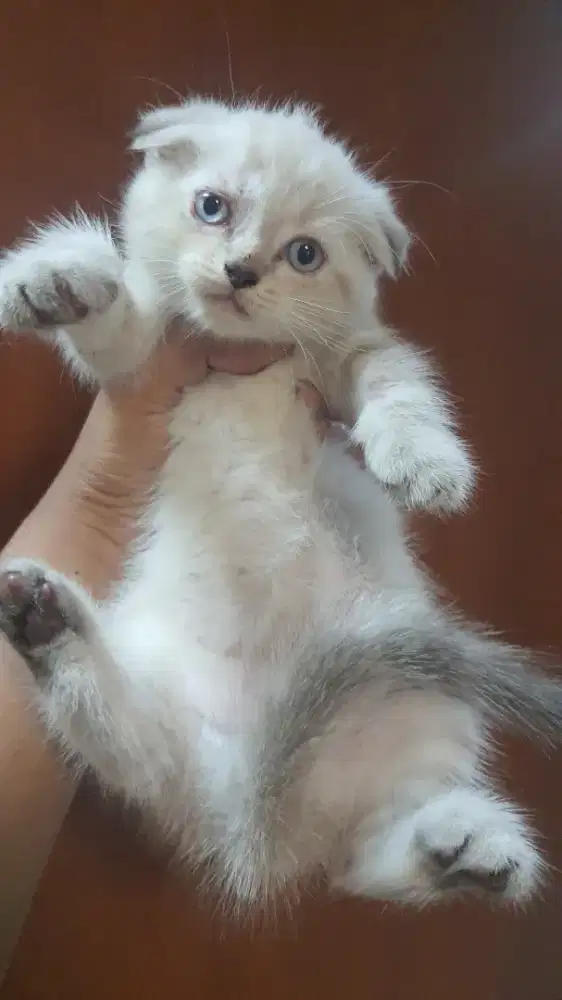 BIsmillah. Open for adoptio.
