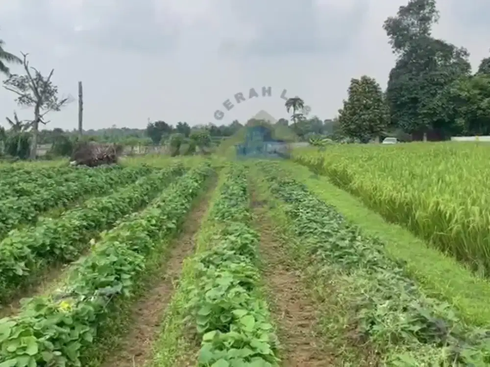 Tanah di Desa Palasari, Legok - Tangerang, Banten