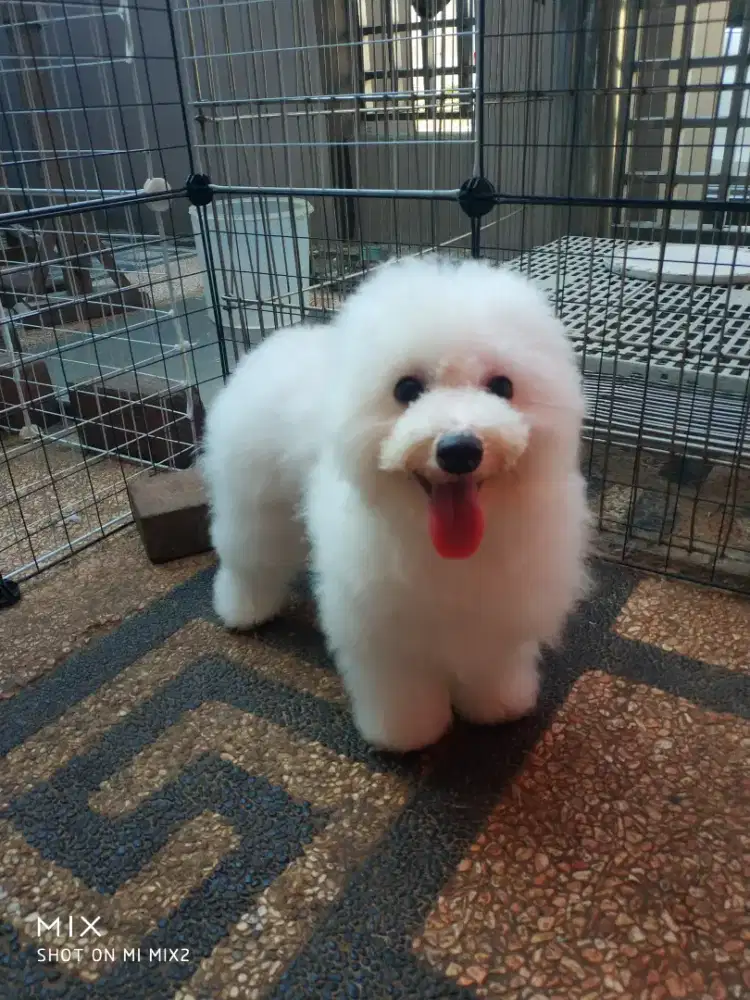 Calon Indukan Bichon frise