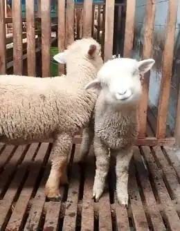 2 pasang anakan cempe domba merino super 4 bulanan siap kirim rawatan