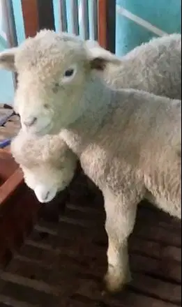 2 pasang anakan cempe domba merino super 4 bulanan siap kirim rawatan
