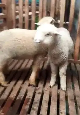 2 pasang cempe anakan domba merino super 4 bulan shaun the sheep puas