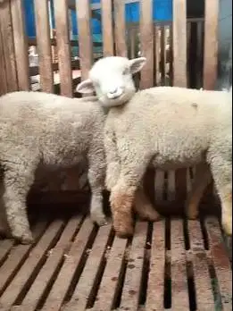 2 pasang cempe anakan domba merino super 4 bulan shaun the sheep puas