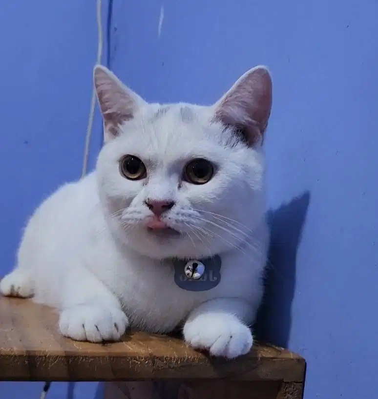 Kucing BSH British Shorthair Jantan