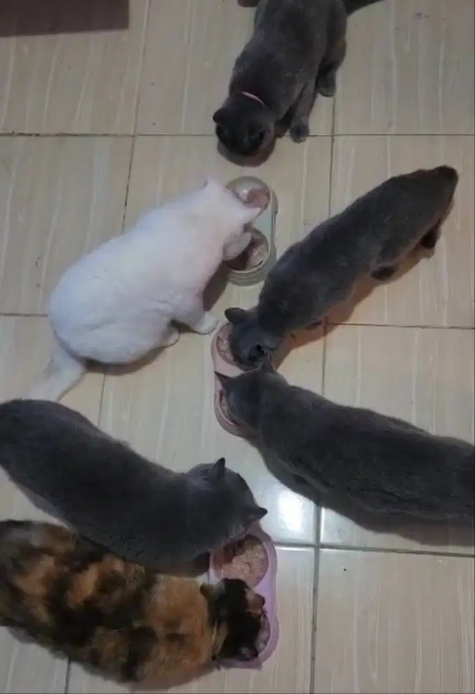 8 Kucing British Shorthair BSH, Borongan Paket Breading