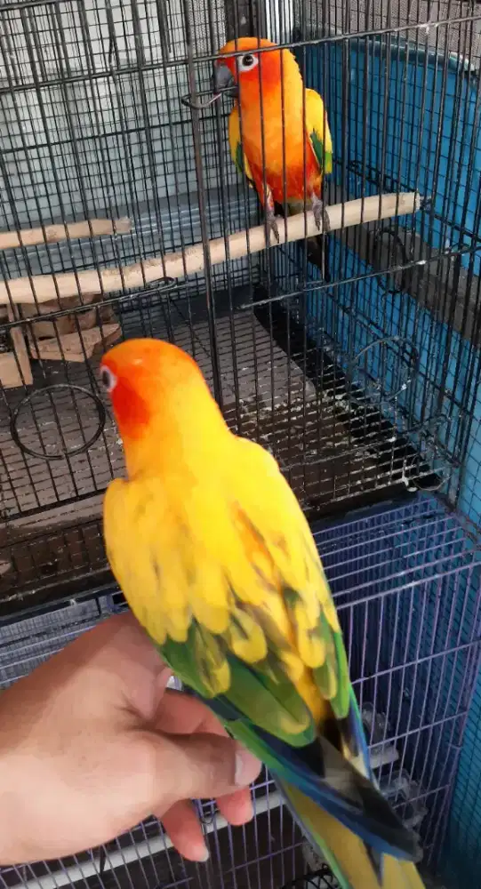 Sun Conure Sepasang Indukan