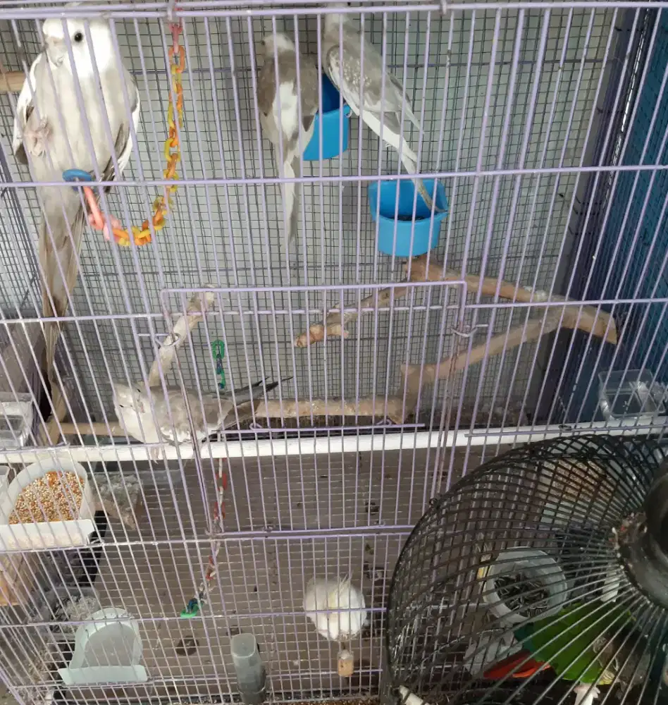 Parkit Australia Falk