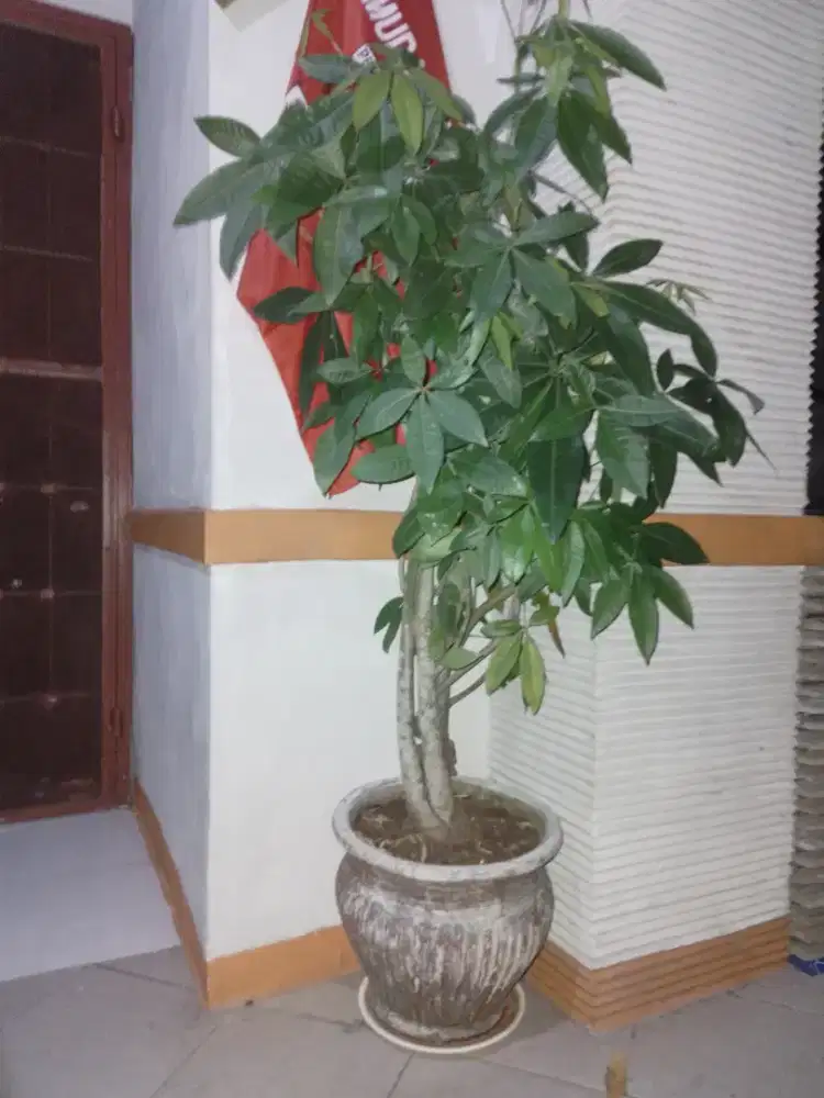 Pohon uang+lidah mertua, pot P40cm L40cm, kondisi ok, bisa nego