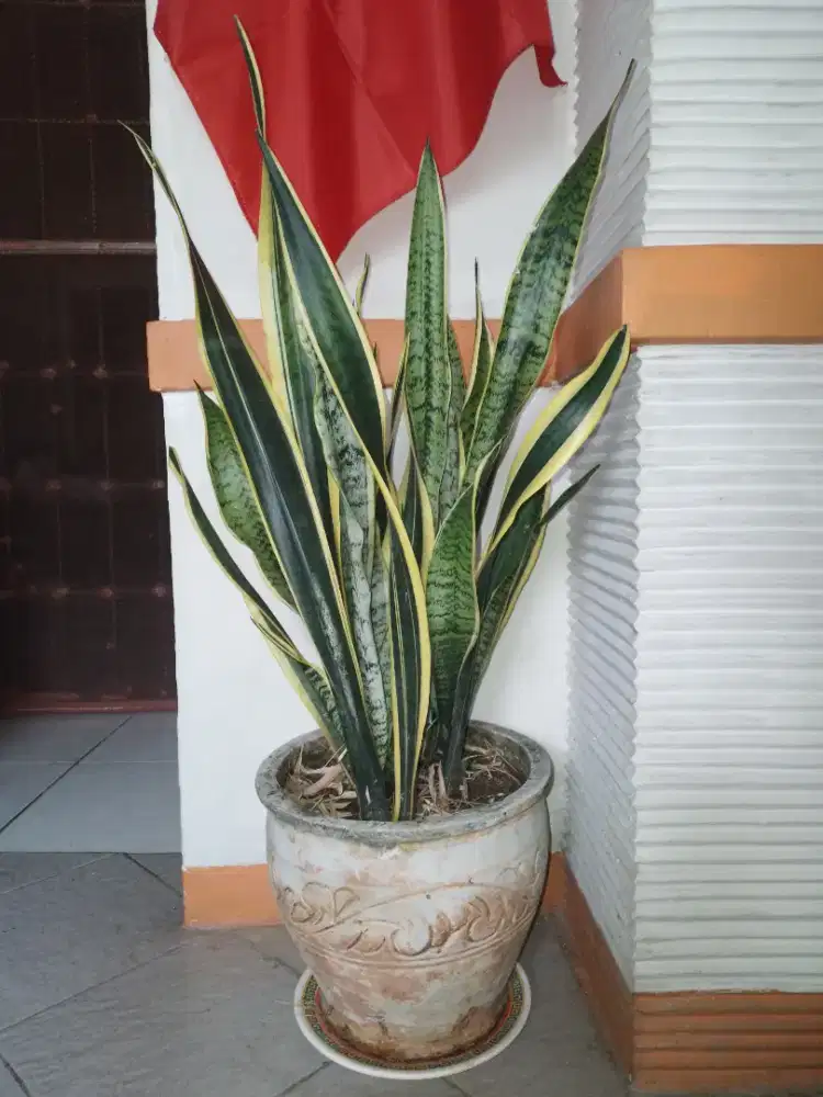 Pohon lidah mertua + pot semen P40cm L40cm, bisa nego