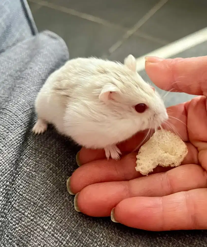 Hamster Winter Pearl Ruby Eye Junior Bekasi