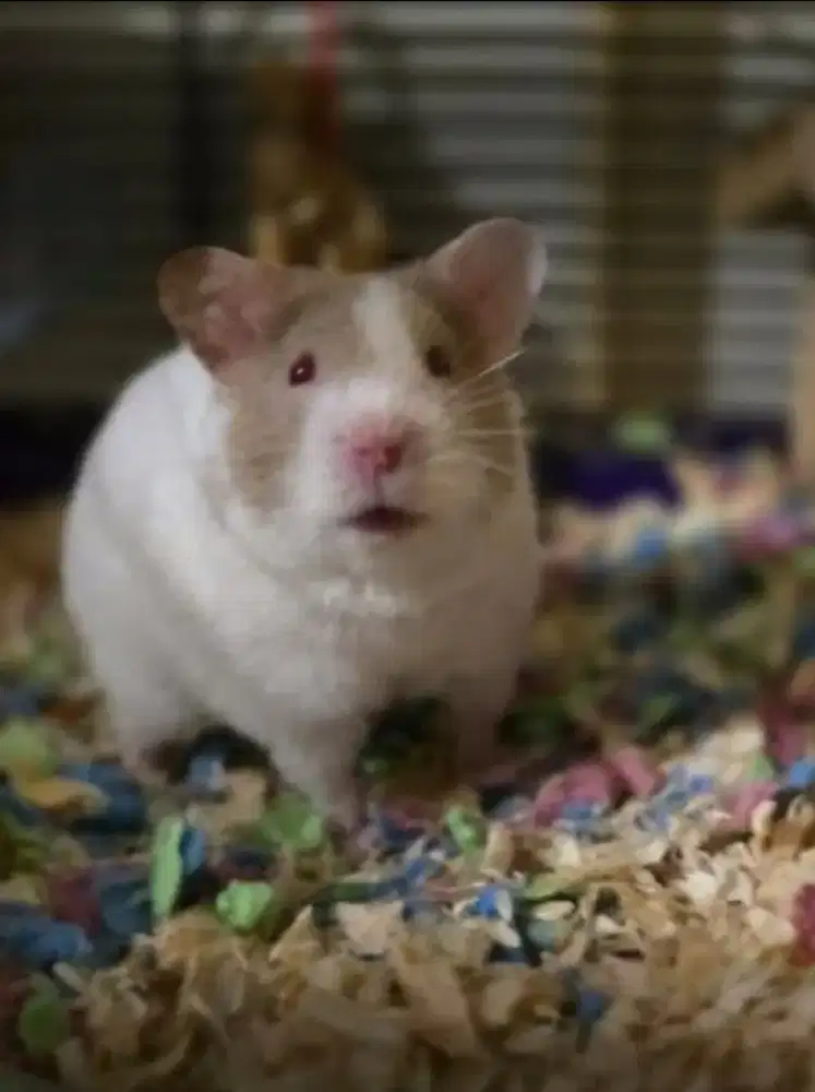 Hamster Syrian Shorthair Bekasi