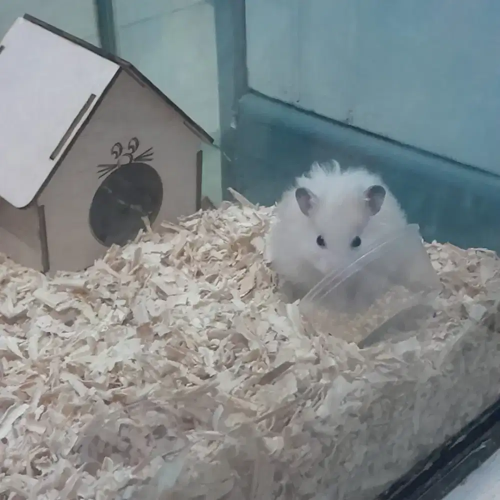 Hamster Syrian Longhair Junior