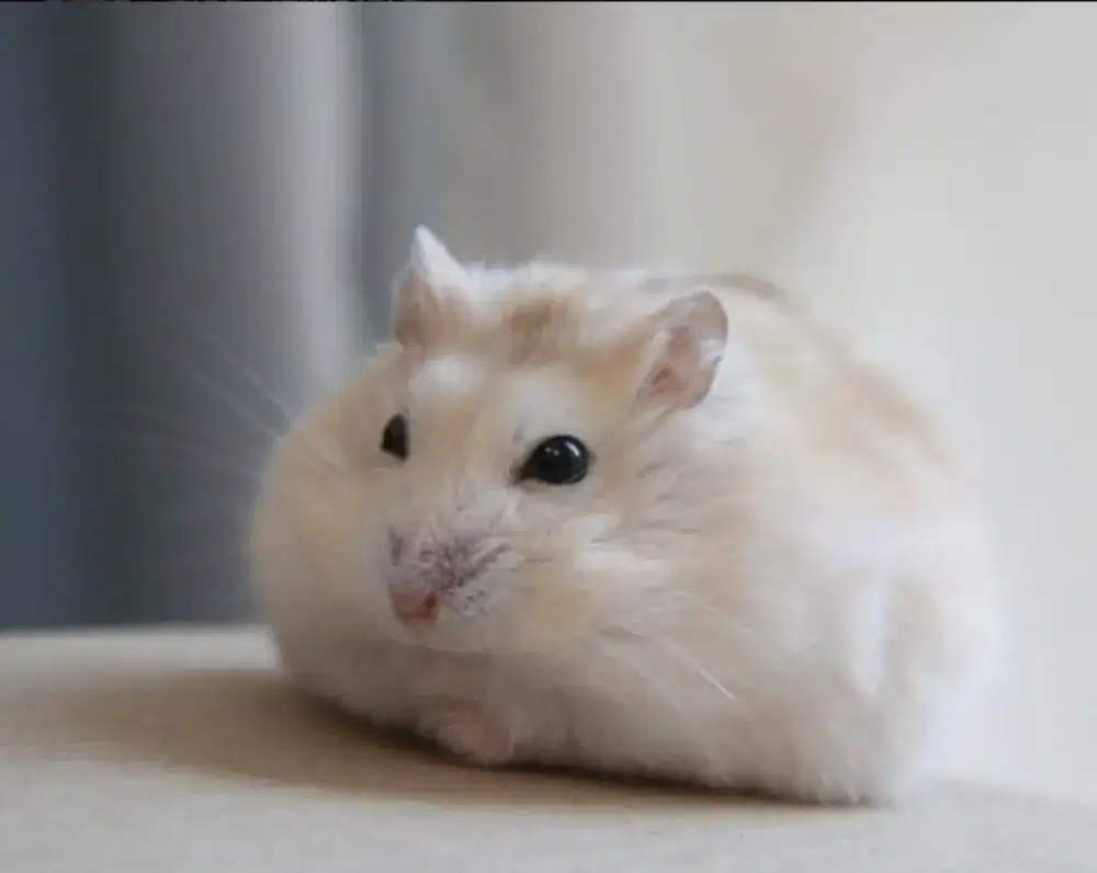 Hamster Winter Golden Black Eye Senior