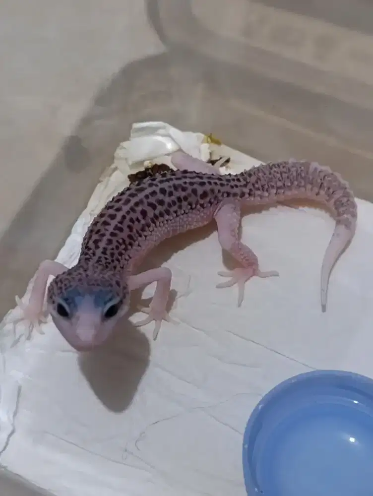 Baby Gecko Leopard